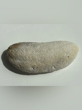 Textured Natural Coral Branch - Cream Bean Shape 7” long